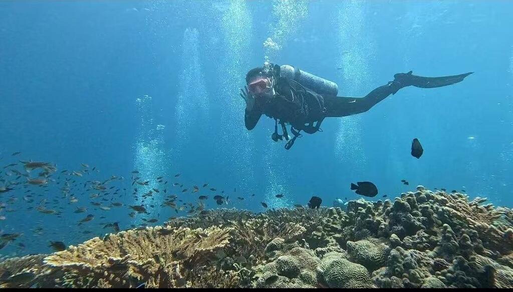 Diving near the war-torn Strait of Hormuz, Shanshan Du discovered an underwater world shaped by coral reefs, schools of fish, and ocean currents.